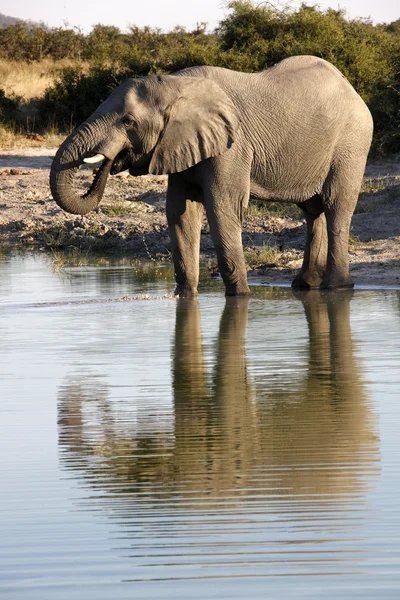 Słoń afrykański (Loxodonta africana) - Botswana — Zdjęcie stockowe