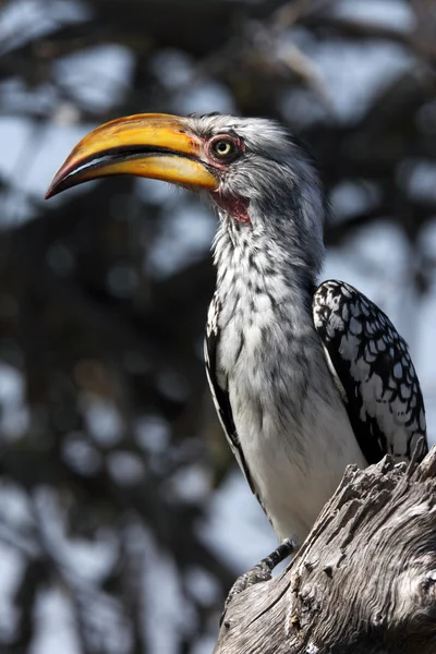 Gelbschnabelhornvogel - botswana — Stockfoto