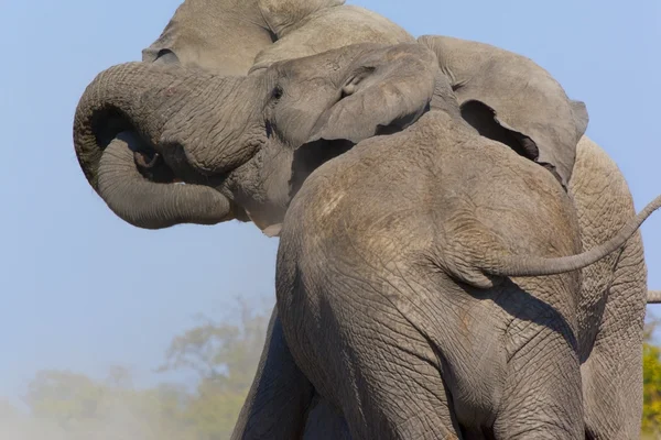 Két bika elefántok küzdelem - Botswana — Stock Fotó