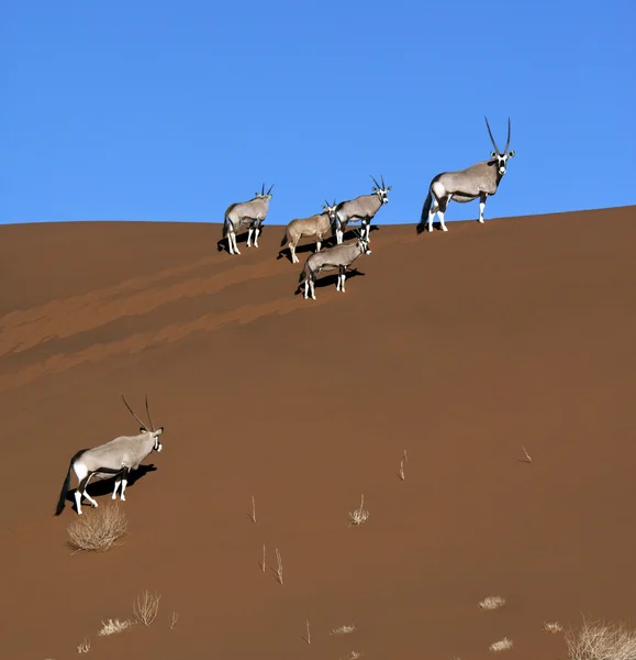 Oryks Południowy (Oryx) - pustynia Namib-Nuakluft - Namibia — Zdjęcie stockowe