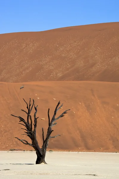 Halott Vlei - Namíb-nuakluft-sivatag - Sossusvlei - Namíbia — Stock Fotó