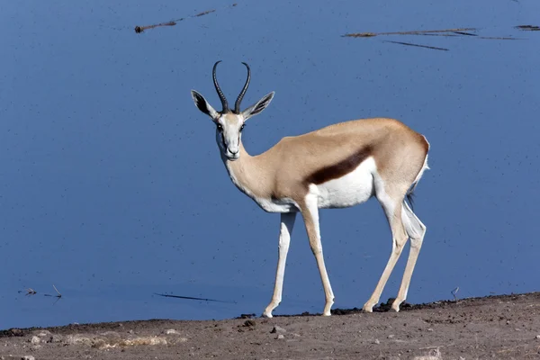 Springboks - namibia —  Fotos de Stock