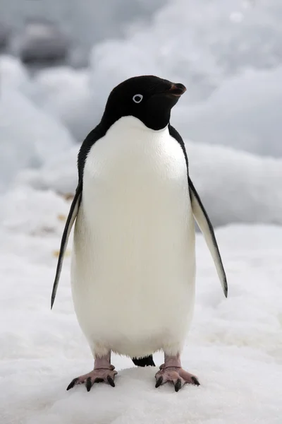 Adelie Penguin - Antarctica Stock Image
