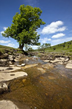 nehir wharfe - yorkshire dales - İngiltere
