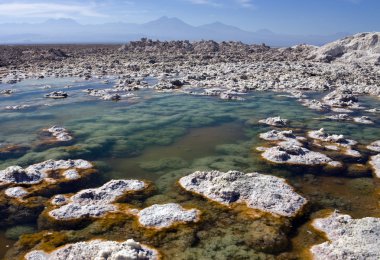 chaxa lagoon - atacama tuz daireler - Şili