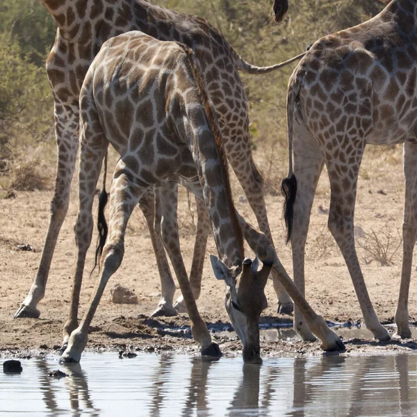 Giraffa (Giraffa camelopardalis) Namibia — Foto Stock