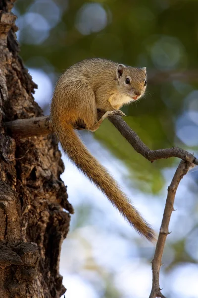 African Tree Squirrel - Botswana — Stock Photo, Image