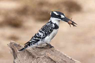 Pied Kingfisher - Botswana clipart