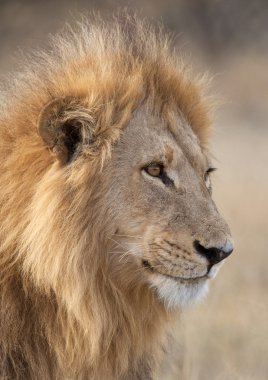 erkek aslan - Botsvana