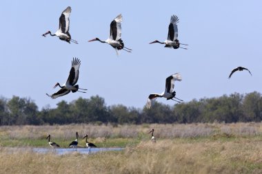Saddlebilled Storks - Botswana clipart