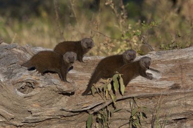 cüce Firavun faresi