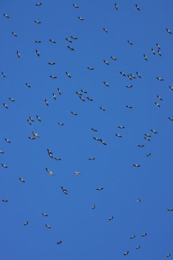 yellowbilled storkes - Botsvana