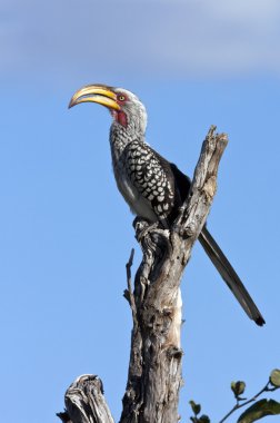 yellowbilled Kartallar