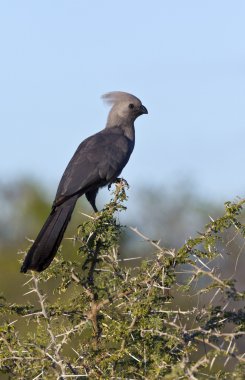 gri lourie ya da go away bir kuş
