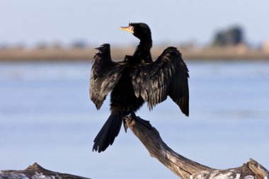 Reed karabatak (phalacrocorax africanus) Botsvana