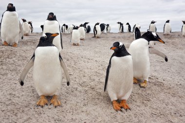 Gentoo penguen kolonisi - falkland Adaları