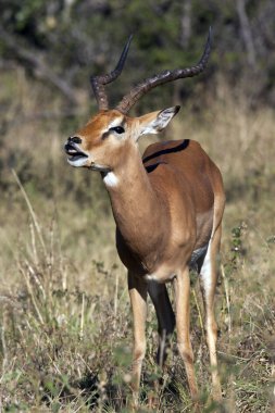 flehman yanıt - Botsvana gösteren erkek Impala