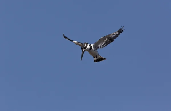 Pied Kingfisher — Stok fotoğraf