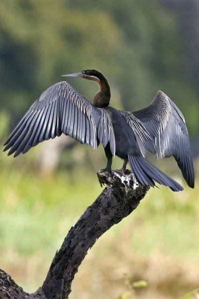 Afrikansk ormhalsfågel — Stockfoto