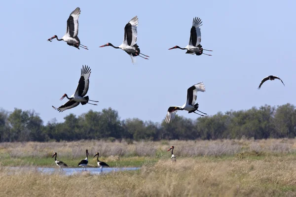 Saddlebilled čápů - botswana — Stock fotografie