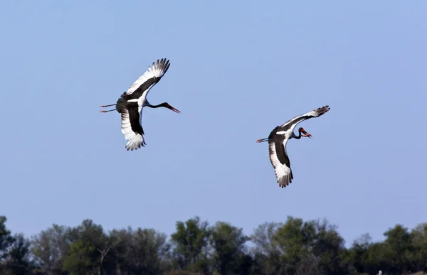 Saddlebilled ooievaars — Stockfoto