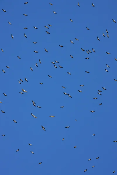 Yellowbilled storkes-博茨瓦纳 — 图库照片