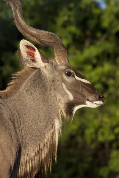 Koedoe (Tragelaphus strepsiceros) Antelope Botswana — Stockfoto