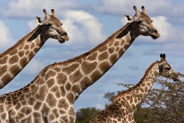 Giraffe - Botswana — Stock Photo, Image