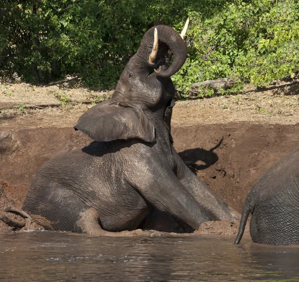 코끼리가 진흙 목욕 — 스톡 사진