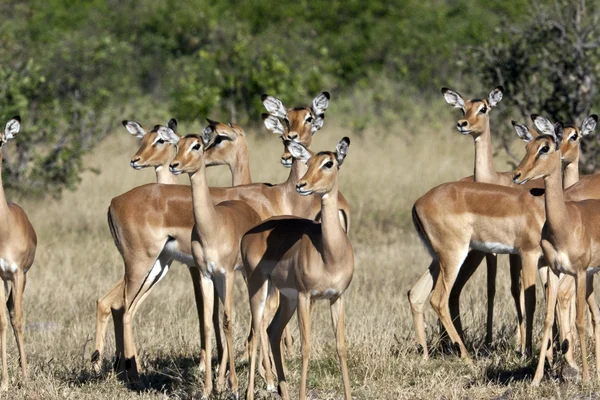 Ботсвана Impala (Aepyceros melampus melampus) — стокове фото