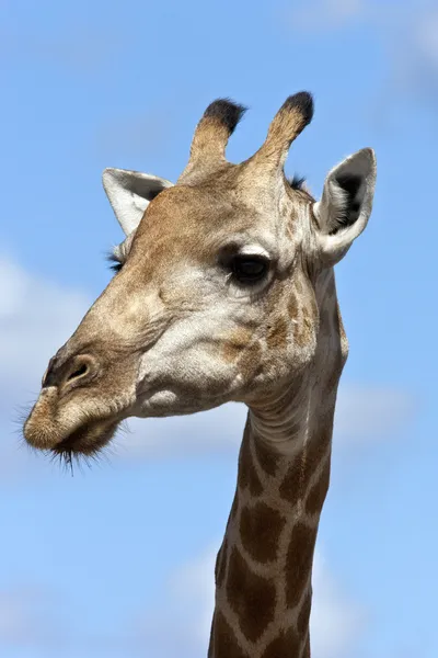 Giraffe - Botswana — Stock Photo, Image