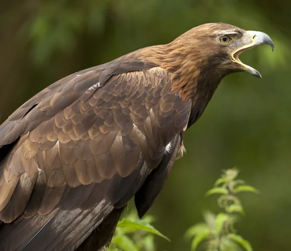 Golden eagle - Schotse Hooglanden — Stockfoto