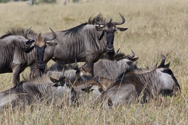 Wildebeest - Botswana — Stock Photo, Image