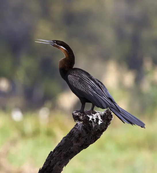 Africké vážka (Anhinga melanogaster) — Stock fotografie