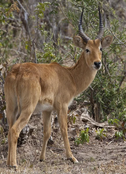 Antílope Puku macho (Kobus vardonii) - Botswana — Foto de Stock