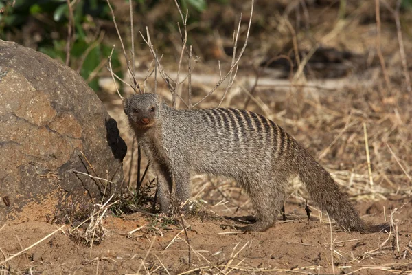 Banded Mongoose (Mungos mungo) Botswana — Stock Photo, Image