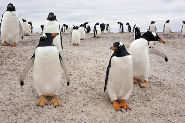 Kolonie tučňáků Gentoo - Falklandské ostrovy — Stock fotografie