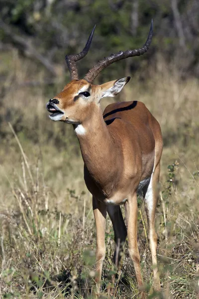 Mannelijke impala tonen de flehman reactie - botswana — Stockfoto