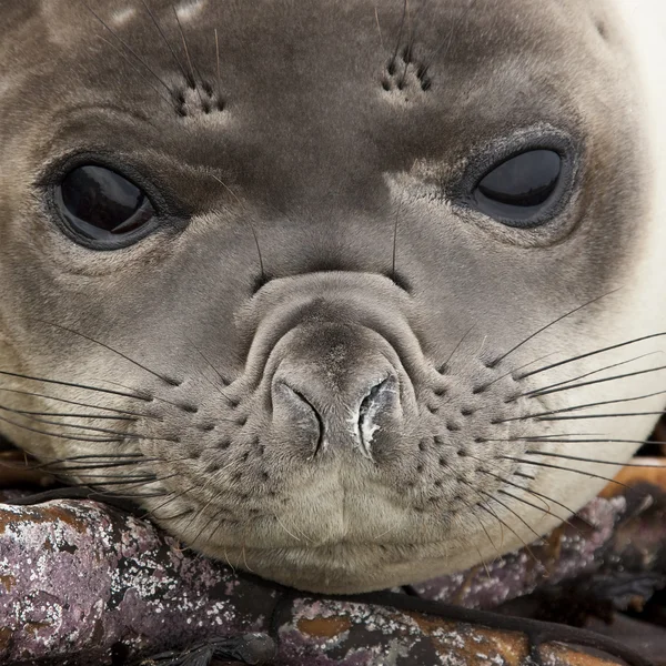 Elephant Seal (Mirounga leonina) Falkland Islands — Stock Photo, Image