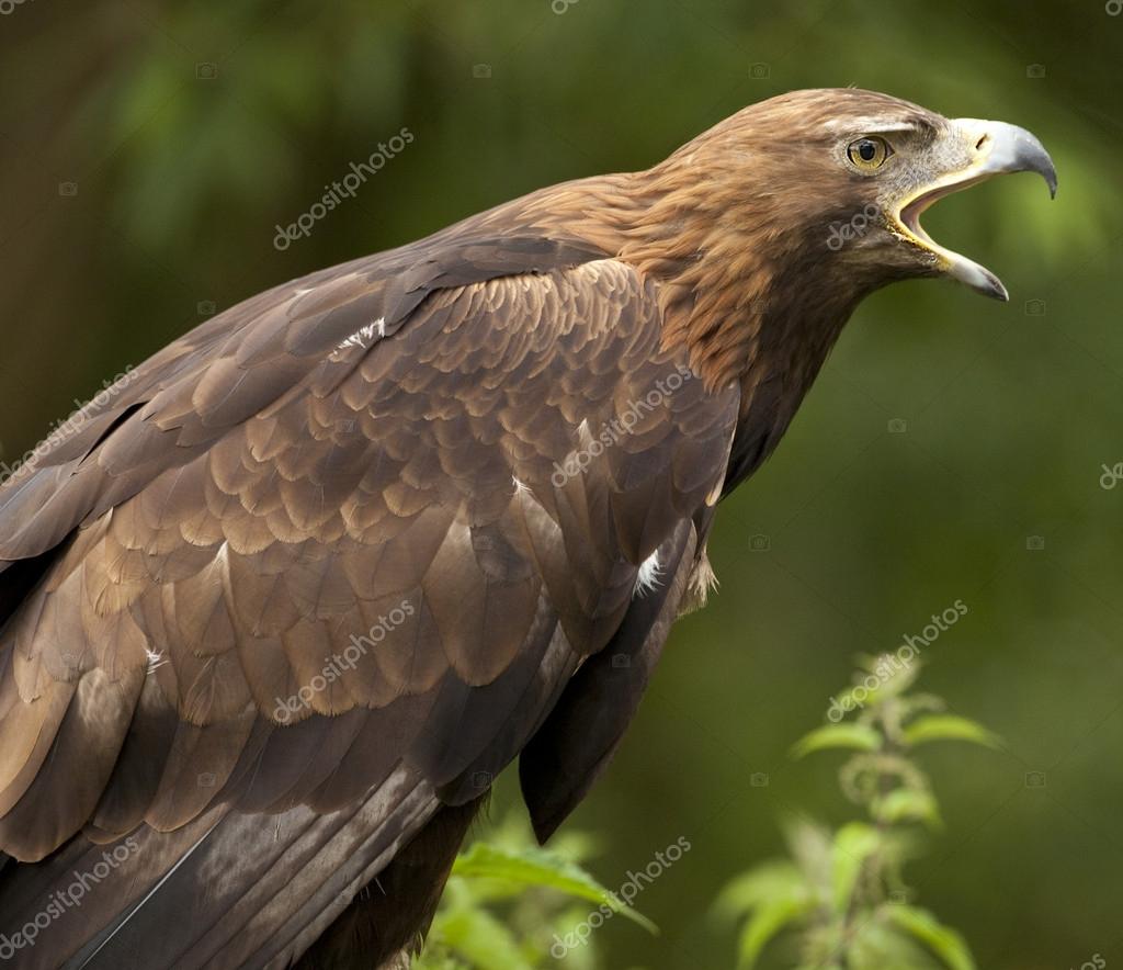 Golden Eagle Scottish Highlands Stock Photo