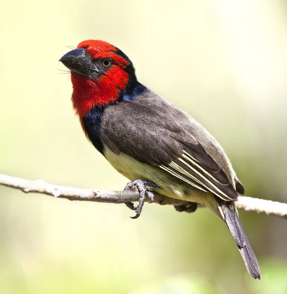 Blackcollared kaniş - okavango delta - Botsvana — Stok fotoğraf