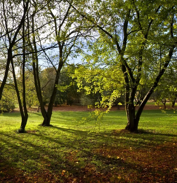 Sonnenlicht durch Waldbäume — Stockfoto