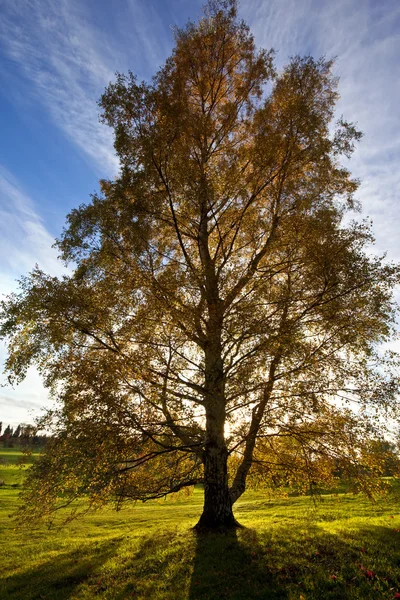 Napfény erdei fák — Stock Fotó