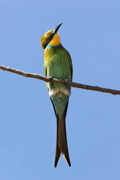 Swallowtailed gyurgyalag-Namíbia — Stock Fotó