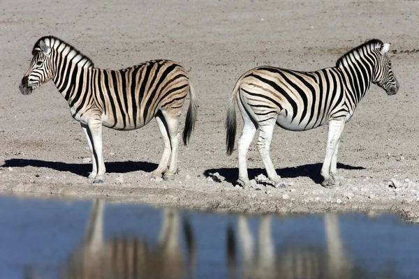 Llanuras de cebra (Equus quagga) - Namibia —  Fotos de Stock