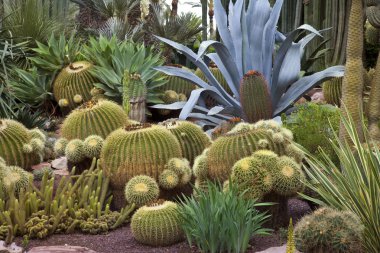 Cactus Garden - Elche - Spain clipart