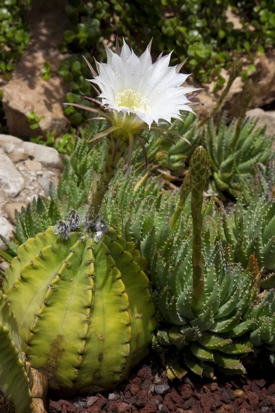 Kaktüs Bahçe - elche - İspanya — Stok fotoğraf