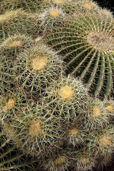 Espinas en una planta de cactus — Foto de Stock