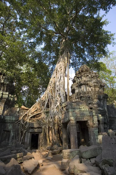 Ta Prohm - Angkor Wat - Kamboja — Stok Foto