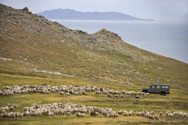 koyun tarım - karkas Adası - falkland Adaları